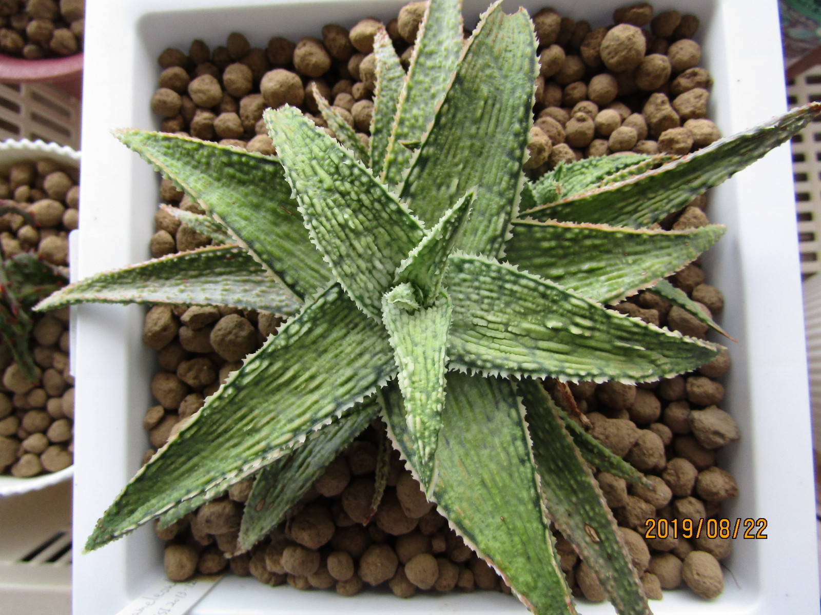 半年ぶり ティダとデザート