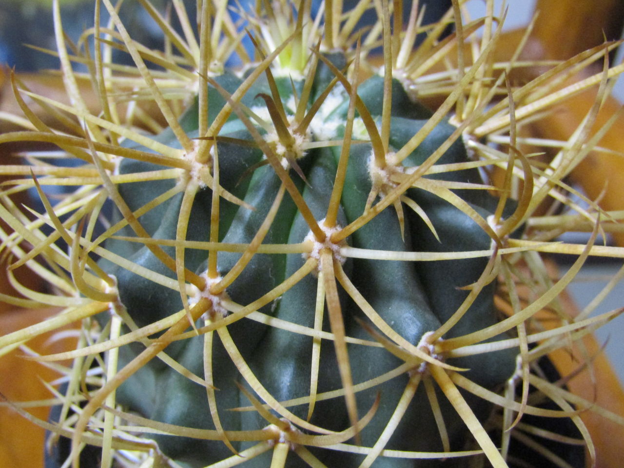 たまにはフェロカクタス属 ティダとデザート