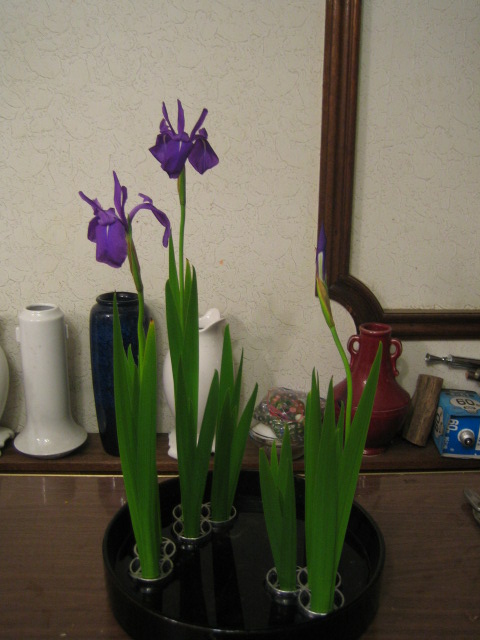 燕子花 夏 小原流のお稽古日記