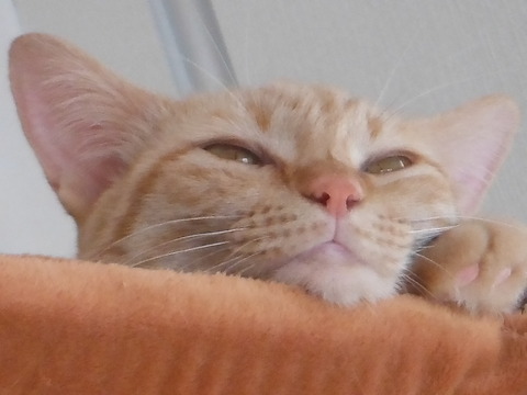 DSCF1226