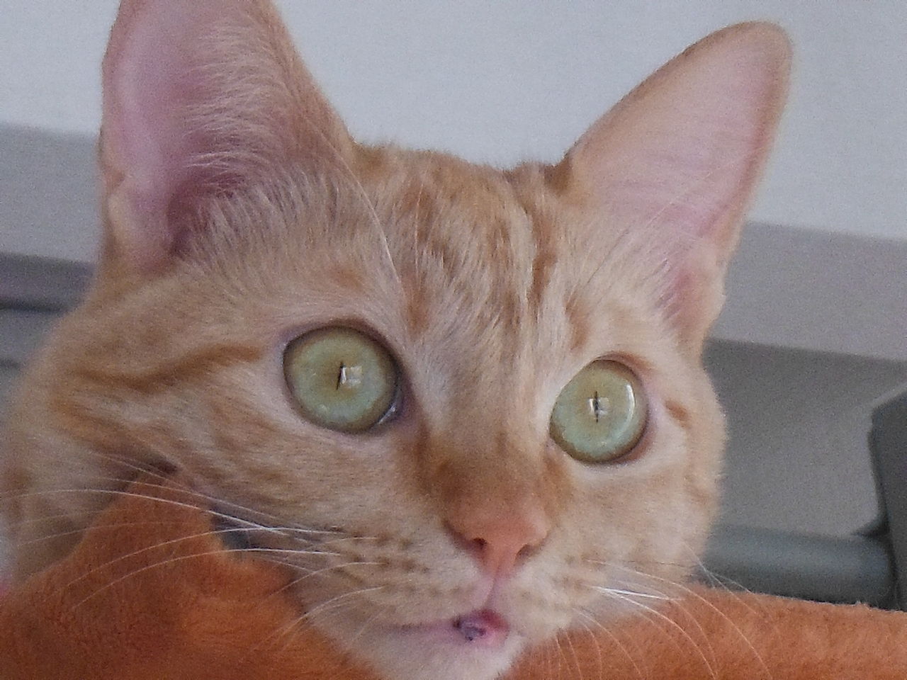 しゃぼんだま みみりん66日目 猫好きわーきんぐままの育児にっき しゃぼんだま みみりん66日目 猫好きわーきんぐままの育児にっき