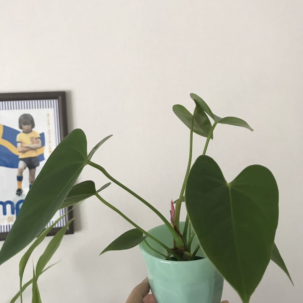 観葉植物のおはなし 雑貨パトロール 観葉植物のおはなし 雑貨パトロール