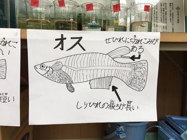 メダカの雌雄はまずイラストで確認 ザッキンチョ