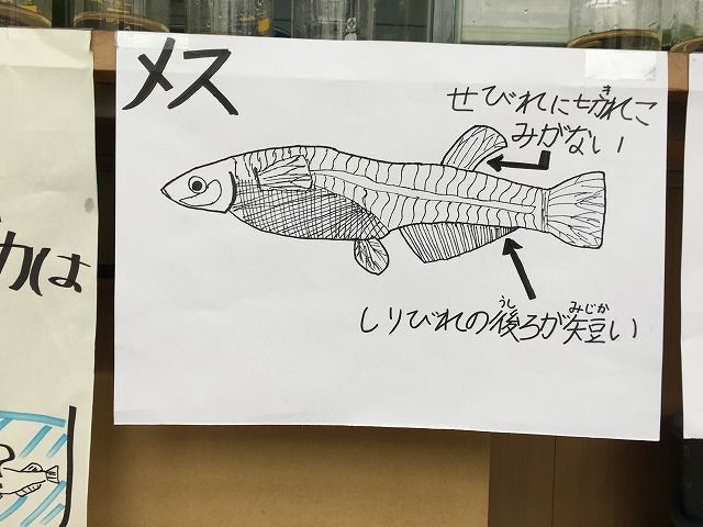メダカの雌雄はまずイラストで確認 ザッキンチョ メダカの雌雄はまずイラストで確認 ザッキンチョ