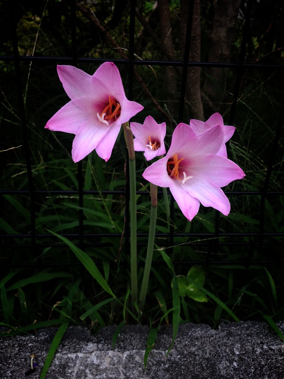 ヒガンバナ科 花びら６枚 ピンク ネットde植物図鑑 雑魚でなんかやろうよブログ