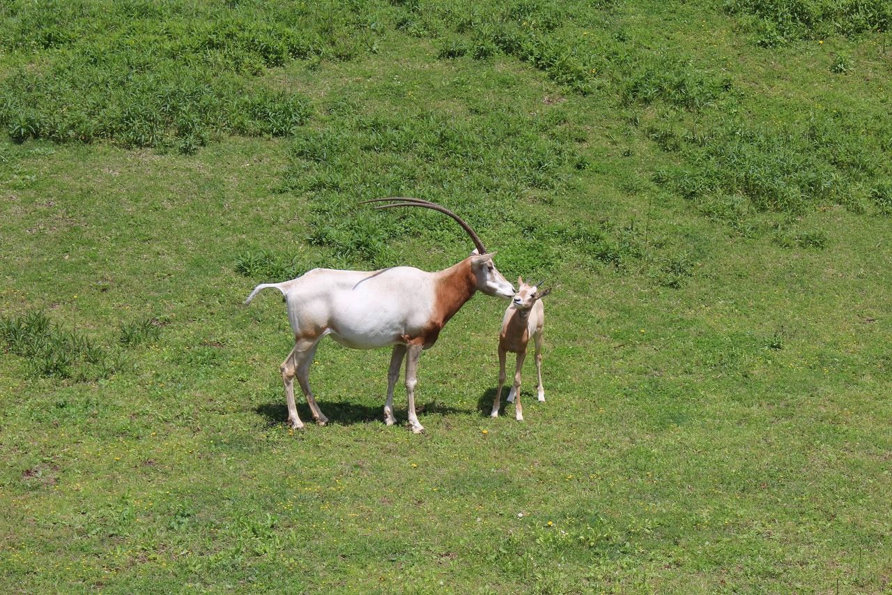 訪問 千葉市動物公園 雑魚兵士的blog 訪問 千葉市動物公園 雑魚兵士的blog