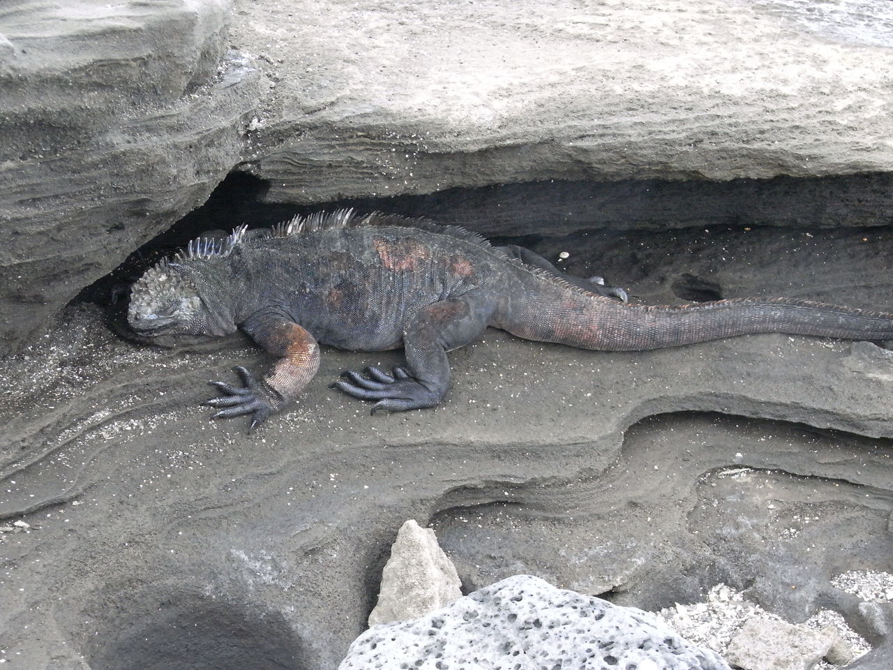 ガラパゴス旅行記part3 戦場は荒野 雑魚兵士的blog ガラパゴス旅行記part3 戦場は荒野 雑魚兵士的blog
