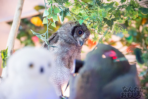 秋葉原のフクロウカフェ・アウルの森の写真画像まとめ_6111