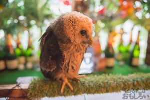 秋葉原のフクロウカフェ・アウルの森の写真画像まとめ_6068