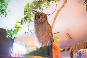 秋葉原のフクロウカフェ・アウルの森の写真画像まとめ_6102