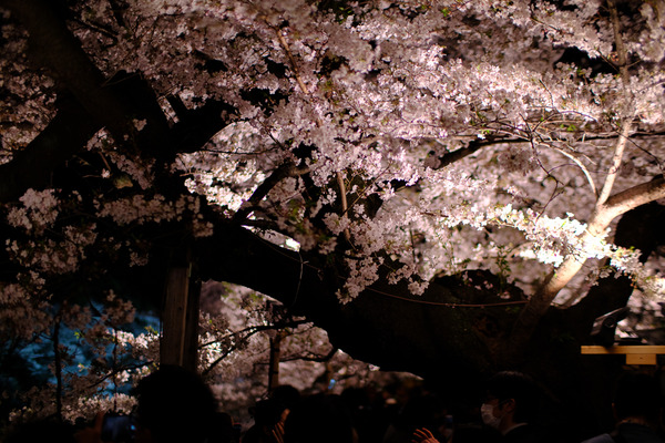 千鳥ヶ淵の桜X-Pro2005