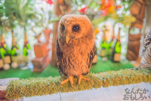 秋葉原のフクロウカフェ・アウルの森の写真画像まとめ_6061