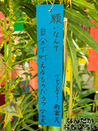 P7060534