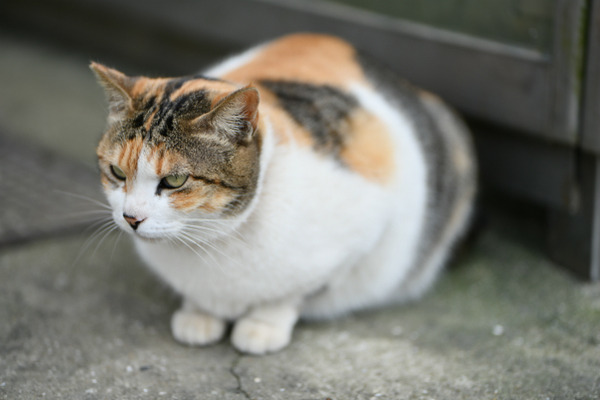 『FGOガチャ』セミラミスへラストチャンスガチャ-12 14 52 24