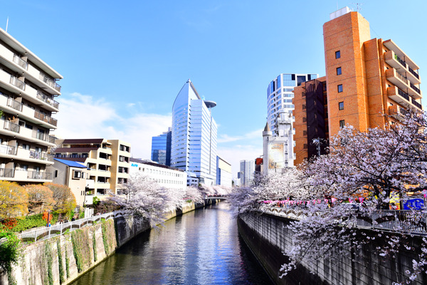 目黒川FGO桜ガチャ-2