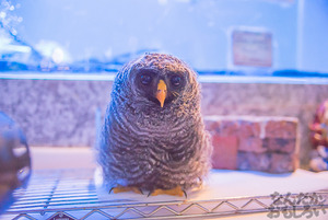 秋葉原のフクロウカフェ・アウルの森の写真画像まとめ_6161