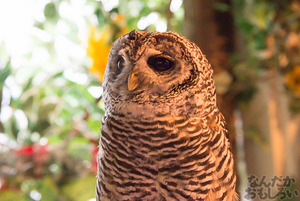 秋葉原のフクロウカフェ・アウルの森の写真画像まとめ_6141
