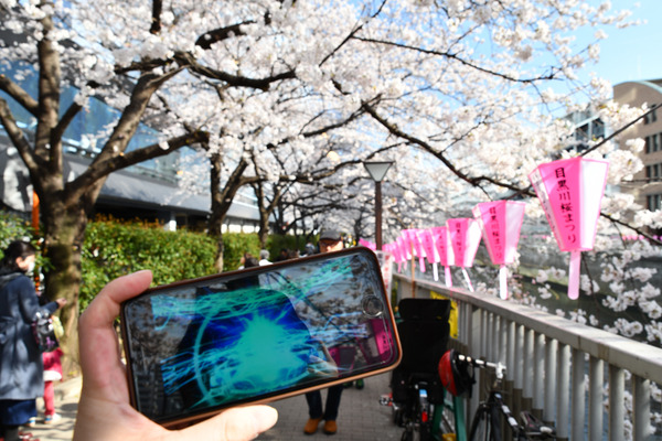 目黒川FGO桜ガチャ-6