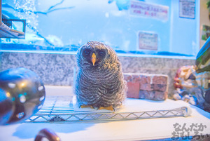 秋葉原のフクロウカフェ・アウルの森の写真画像まとめ_6162