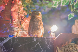 秋葉原のフクロウカフェ・アウルの森の写真画像まとめ_6083
