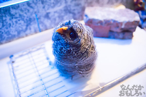 秋葉原のフクロウカフェ・アウルの森の写真画像まとめ_6096