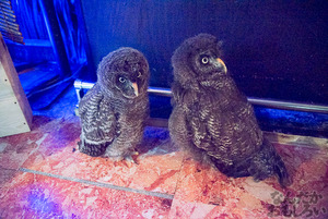秋葉原のフクロウカフェ・アウルの森の写真画像まとめ_6080