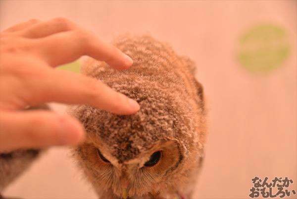 アキバフクロウ 写真 レポート_1162_R