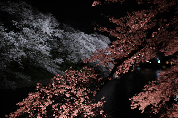 千鳥ヶ淵の桜X-Pro2007