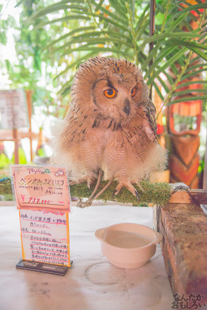 秋葉原のフクロウカフェ・アウルの森の写真画像まとめ_6055