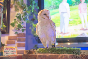 秋葉原のフクロウカフェ・アウルの森の写真画像まとめ_6119
