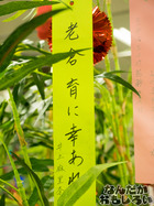 P7060538
