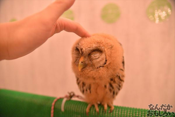 アキバフクロウ 写真 レポート_1143_R