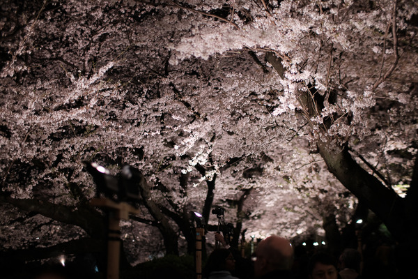 千鳥ヶ淵の桜X-Pro2008