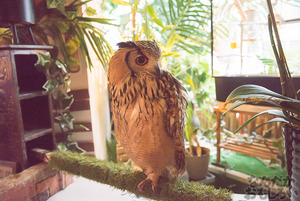 秋葉原のフクロウカフェ・アウルの森の写真画像まとめ_6154