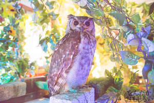 秋葉原のフクロウカフェ・アウルの森の写真画像まとめ_6158