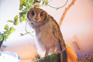 秋葉原のフクロウカフェ・アウルの森の写真画像まとめ_6105