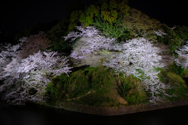 千鳥ヶ淵の桜X-Pro2004