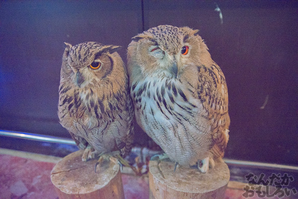 秋葉原のフクロウカフェ・アウルの森の写真画像まとめ_6069