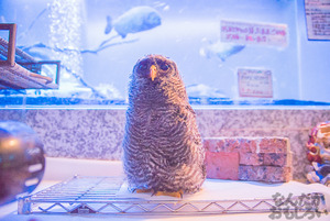 秋葉原のフクロウカフェ・アウルの森の写真画像まとめ_6165