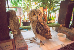 秋葉原のフクロウカフェ・アウルの森の写真画像まとめ_6157