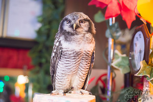秋葉原のフクロウカフェ・アウルの森の写真画像まとめ_6115