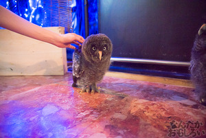 秋葉原のフクロウカフェ・アウルの森の写真画像まとめ_6127