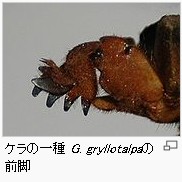 テラフォーマーズ　ケラ？