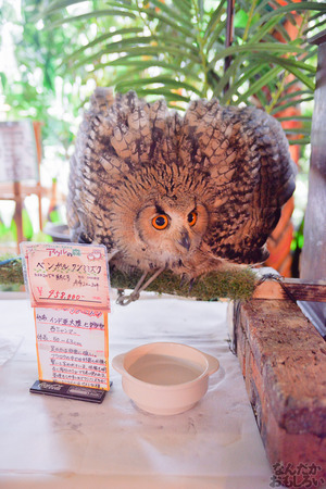 秋葉原のフクロウカフェ・アウルの森の写真画像まとめ_6056