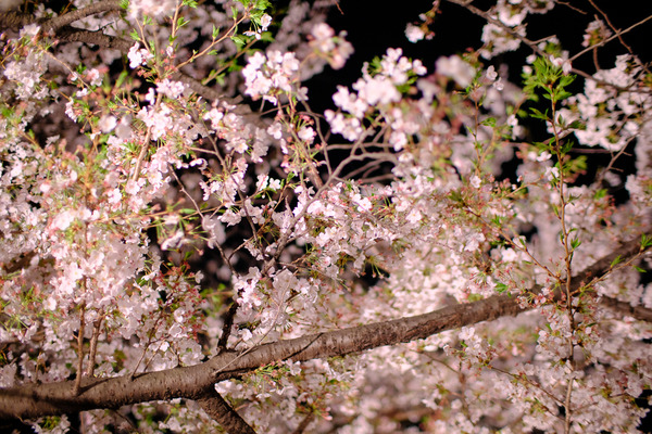 千鳥ヶ淵の桜X-Pro2006