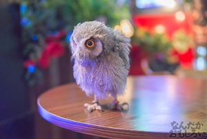 秋葉原のフクロウカフェ・アウルの森の写真画像まとめ_6129
