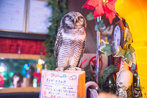 秋葉原のフクロウカフェ・アウルの森の写真画像まとめ_6112