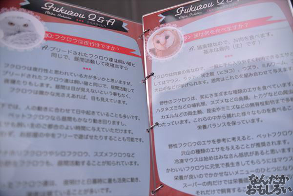 アキバフクロウ 写真 レポート_1083_R