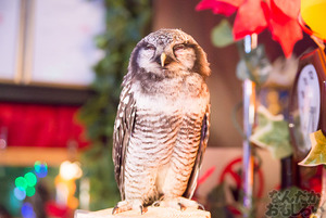 秋葉原のフクロウカフェ・アウルの森の写真画像まとめ_6114