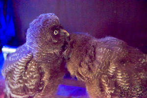 秋葉原のフクロウカフェ・アウルの森の写真画像まとめ_6078